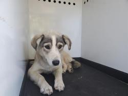 Shelter Stray Male Dog last seen Near BLK TIERRA ABIERTA DR, BAKERSFIELD, CA, 201 S Mt Vernon Ave, Bakersfield, CA 93307, USA