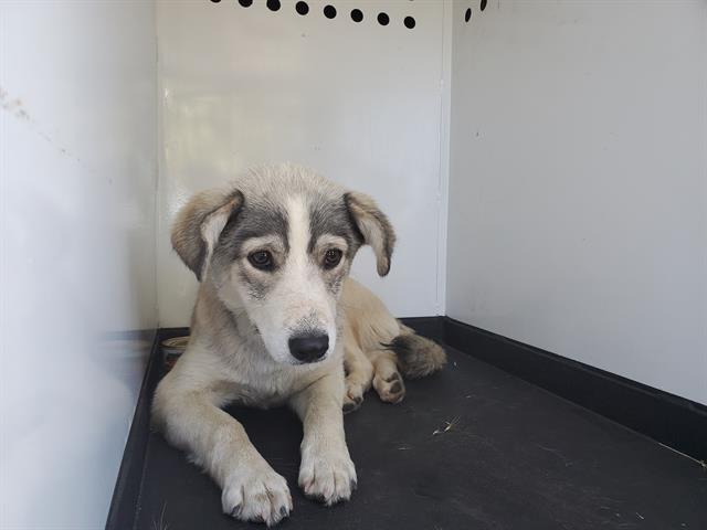 Shelter Stray Male Dog last seen Near BLK TIERRA ABIERTA DR, BAKERSFIELD, CA, 201 S Mt Vernon Ave, Bakersfield, CA 93307, USA
