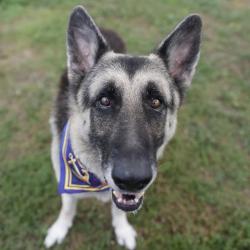 Shelter Stray Male Dog last seen Near BLOCK S IH 35, 4710 TX-151, San Antonio, TX 78227, USA