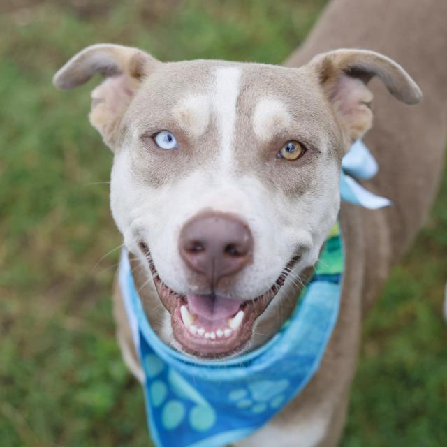 Shelter Stray Male Dog last seen SUNRISE GLADE DR, 4710 TX-151, San Antonio, TX 78227, USA