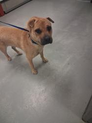 Shelter Stray Male Dog last seen ABANDONED AT SHELTER, BAKERSFIELD, 201 S Mt Vernon Ave, Bakersfield, CA 93307, USA