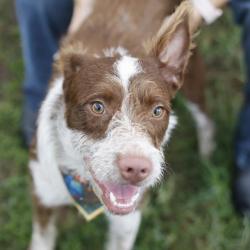 Shelter Stray Female Dog last seen HUEBNER RD, 4710 TX-151, San Antonio, TX 78227, USA