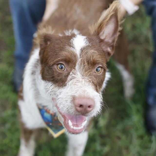 Shelter Stray Female Dog last seen HUEBNER RD, 4710 TX-151, San Antonio, TX 78227, USA