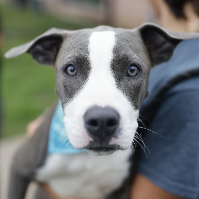 Shelter Stray Female Dog last seen Near BLOCK TAMPICO ST, 4710 TX-151, San Antonio, TX 78227, USA