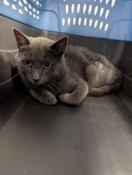 Shelter Stray Male Cat last seen Near BLOCK FIRST ST, LOUVIERS CO 80131, 2080 S Quebec St, Denver, CO 80231, USA