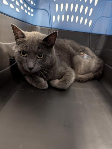 Shelter Stray Male Cat last seen Near BLOCK FIRST ST, LOUVIERS CO 80131, 2080 S Quebec St, Denver, CO 80231, USA