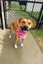 Shelter Stray Female Dog last seen ALAMANCE COUNTY, 221 Stone Quarry Rd, Burlington, NC 27217, USA