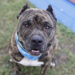 Shelter Stray Male Dog last seen Near BLOCK W FRENCH, 4710 TX-151, San Antonio, TX 78227, USA