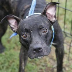 Shelter Stray Male Dog last seen PROCTOR, 4710 TX-151, San Antonio, TX 78227, USA