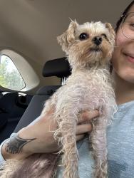 Reunited Male Dog last seen 205A Street, Edmonton, AB T5T 4V9