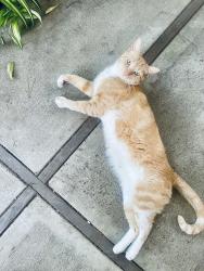 Reunited Unknown Cat last seen Treat Blvd, Concord, CA 94518