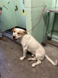 Shelter Stray Male Dog last seen W SILVER EAGLE RD & MOBILE WAY, 2127 Front St, Sacramento, CA 95818, USA