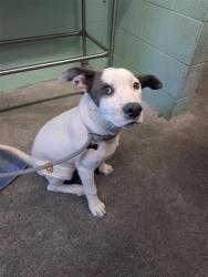 Shelter Stray Female Dog last seen W SILVER EAGLE RD & MOBILE WAY, 2127 Front St, Sacramento, CA 95818, USA