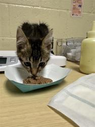 Shelter Stray Female Cat last seen J ST & 21ST ST, 2127 Front St, Sacramento, CA 95818, USA