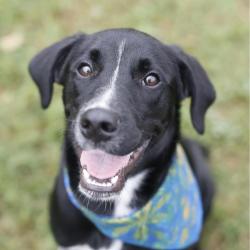 Shelter Stray Male Dog last seen Near BLOCK MEDINA BASE ROAD, 4710 TX-151, San Antonio, TX 78227, USA