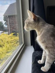 Reunited Female Cat last seen Behind Saint Francis Glenpool, Glenpool, OK 74033