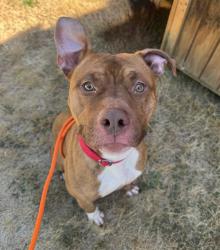 Shelter Stray Male Dog last seen Near BLOCK 34TH AVE S, AUBURN WA 98001, 21615 64th Ave S, Kent, WA 98032, USA