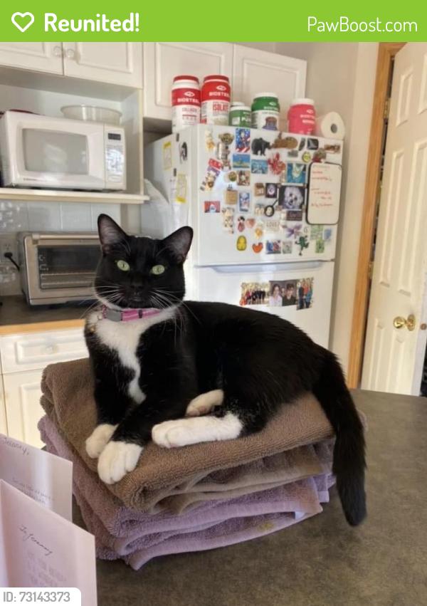 Reunited Female Cat last seen Near harvest grove close n.e, Calgary, AB T3K 4T6