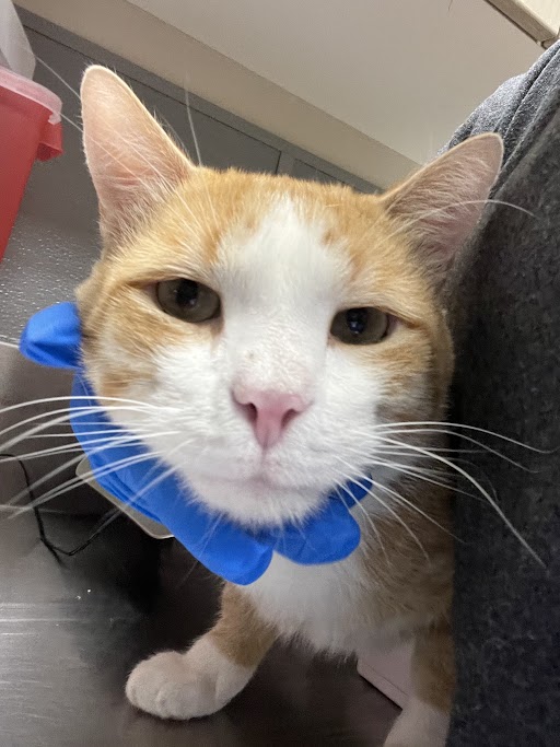 Shelter Stray Male Cat last seen Near BLOCK E PRIMM BLVD, JEAN NV 89019, 655 N Mojave Rd, Las Vegas, NV 89101, USA