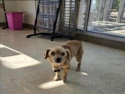 Shelter Stray Male Dog last seen , 957 N Gaffey St, San Pedro, CA 90731, USA