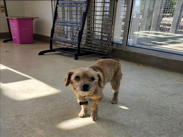 Shelter Stray Male Dog last seen , 957 N Gaffey St, San Pedro, CA 90731, USA