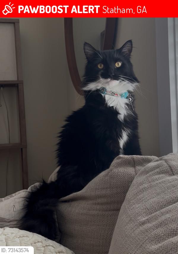 Lost Male Cat last seen Bear Creek Middle School, Statham, GA 30666