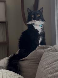 Lost Male Cat last seen Bear Creek Middle School, Statham, GA 30666