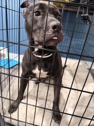 Found/Stray Male Dog last seen Manada st, Harrisburg, PA, Harrisburg, PA 17104