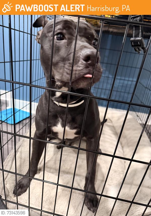 Found/Stray Male Dog last seen Manada st, Harrisburg, PA, Harrisburg, PA 17104