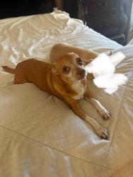 Lost Male Dog last seen Last seen near palomar st in Menifee, Menifee, CA 92585