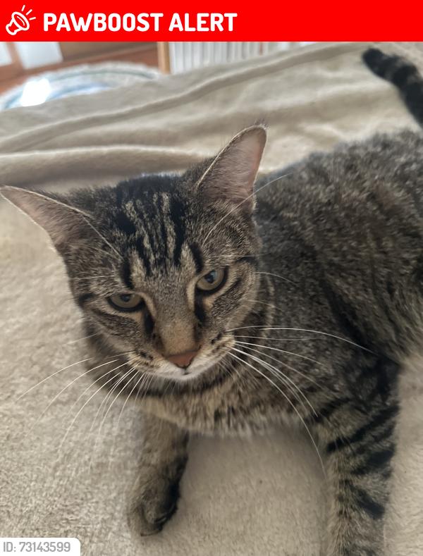 Lost Female Cat last seen Salisbury Rd and S Crissey Rd, Monclova Township, OH 43542