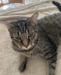 Lost Female Cat last seen Salisbury Rd and S Crissey Rd, Monclova Township, OH 43542