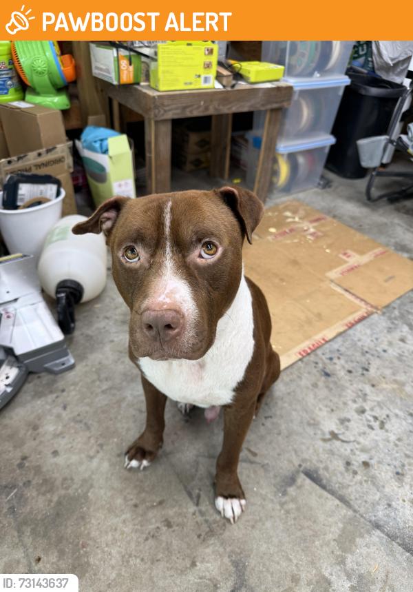 Found/Stray Male Dog last seen N.Carolina Ave & Martha, Batesburg-Leesville, SC 29006