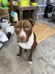 Found/Stray Male Dog last seen N.Carolina Ave & Martha, Batesburg-Leesville, SC 29006