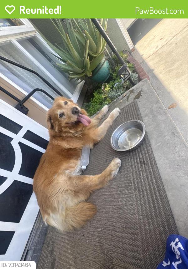 Reunited Male Dog last seen Temple and Duff, La Puente, CA 91749