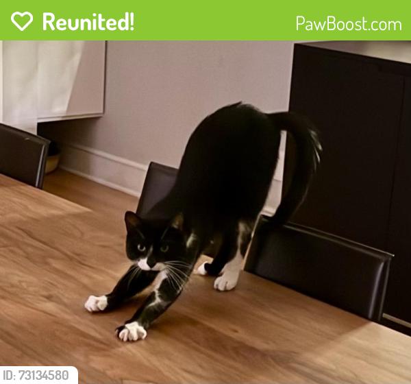 Reunited Male Cat last seen Lakeview place, Avondale Estates, GA 30002