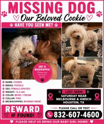 Lost Female Dog last seen Hirsh & Melbourne, Houston, TX 77026