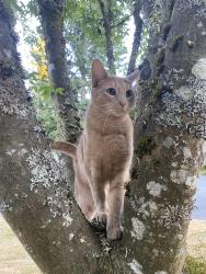 Lost Male Cat last seen Wauna, dollar tree, green tree neighborhood, wind n tide, Gig Harbor, WA 98329