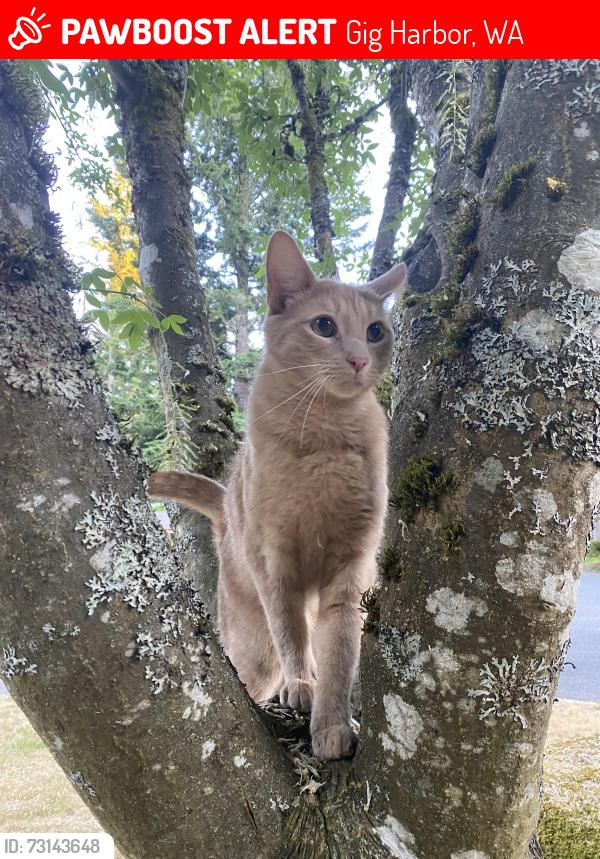 Lost Male Cat last seen Wauna, dollar tree, green tree neighborhood, wind n tide, Gig Harbor, WA 98329