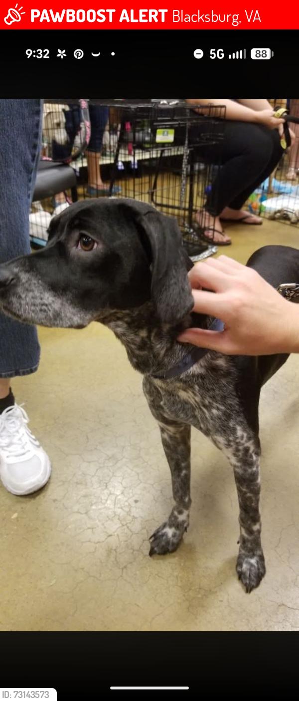 Lost Female Dog last seen She was last spotted in the field across from Wise lane off Prices Fork heading into the woods., Blacksburg, VA 24060
