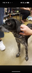 Lost Female Dog last seen She was last spotted in the field across from Wise lane off Prices Fork heading into the woods., Blacksburg, VA 24060