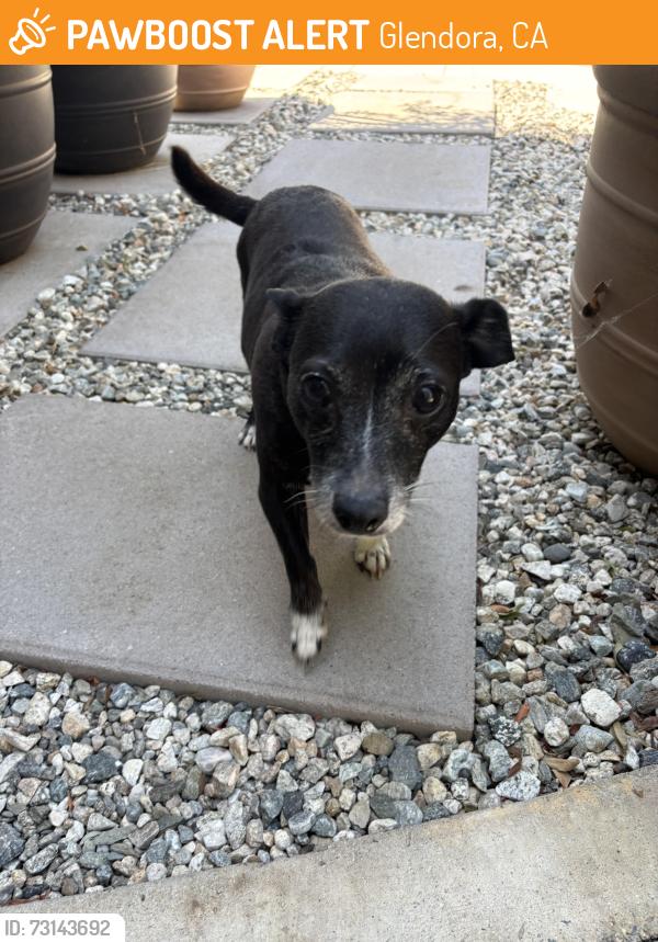 Found/Stray Female Dog last seen Laurel Cullen, Glendora, CA 91741