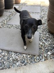 Found/Stray Female Dog last seen Laurel Cullen, Glendora, CA 91741