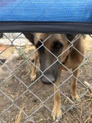 Found/Stray Female Dog last seen 3rd street, Los Angeles, CA 90020
