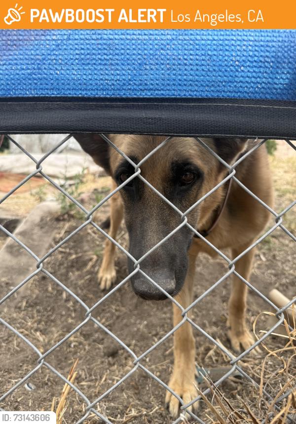 Found/Stray Female Dog last seen 3rd street, Los Angeles, CA 90020