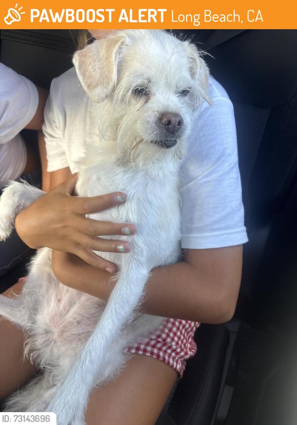 Found/Stray Unknown Dog last seen Bayshore Community Church, Long Beach, CA 90803