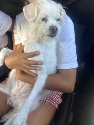 Found/Stray Unknown Dog last seen Bayshore Community Church, Long Beach, CA 90803