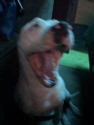 Reunited Female Dog last seen NE 10th Midwest Blvd, Midwest City, OK 73110