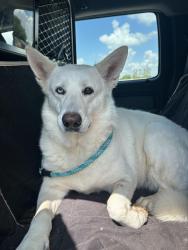 Reunited Female Dog last seen Near Labelle Dr., Warr Acres, OK 73132