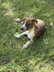 Found/Stray Female Dog last seen White ash road Molino fl, Escambia County, FL 32577